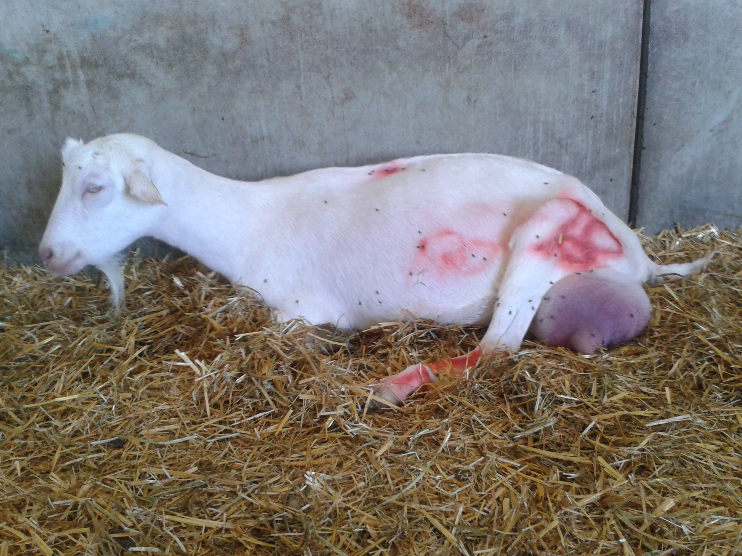 Chèvre atteinte de mammite gangréneuse